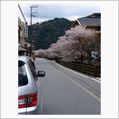 城崎温泉　大谿川（おおたにが ...