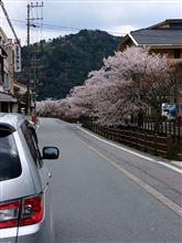 城崎温泉　大谿川（おおたにがわ）沿いの桜並木