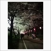 群馬県 千本桜