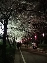 群馬県 千本桜