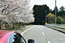 桜が散る前に最後の撮影に行って来ました