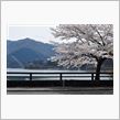 桜だより in 奥多摩♪