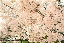 日本三大桜の名所