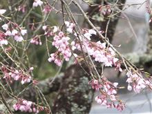 桜咲いた！