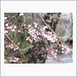 桜咲いた！