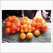 ミカン食いに九州へ