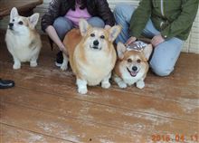 コギ達連れて九州旅行♪