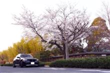 超遅桜報。