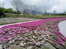 しまばら芝桜公園☆彡