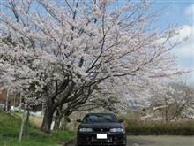 独り花見からの( ゚Д゚) 独り花見からの( ゚Д゚)