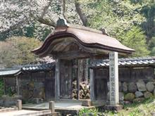 福井市内の桜は葉桜に近かった(4月16日) 福井市内の桜は葉桜に近かった(4月16日)