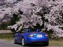 福島の桜