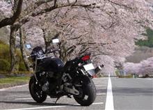 桜並木と富士山と桃の花ツーリング　　と、吉田のうどん。。