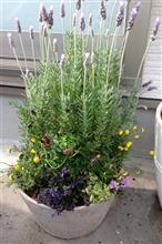 鉢植え♪