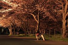 やっと入院！(╭☞•́⍛•̀)╭☞からの？夜桜撮影会まで♪