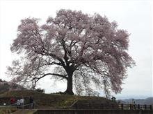 待ちわびた一本桜