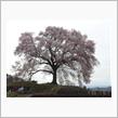 待ちわびた一本桜