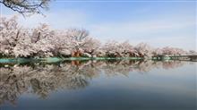 長野 臥竜公園へ桜ドライブ 長野 臥竜公園へ桜ドライブ