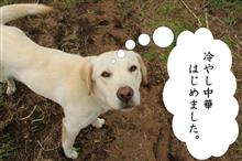 2015年4月18日・19日_撮影_ワサビの花 まとめ