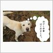 2015年4月18日・19日_撮影_ワサビの花 まとめ