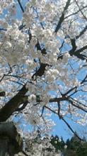 今日の､桜です｡(^_^)v