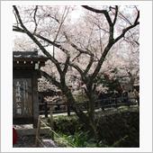 信州へ花見