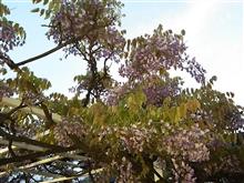 お花見！