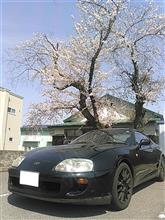 満開の桜とスープラ号と…