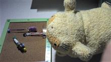 タヌキを見かけて