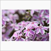 今日は芝桜を見に
