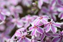 今日は芝桜を見に