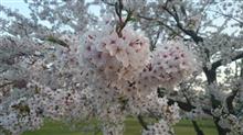 2015桜shot～(^ー^)♪。