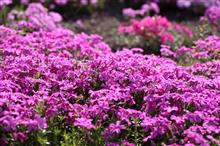 芝桜の調査 芝桜の調査