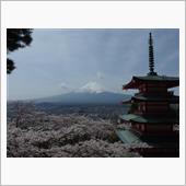  ぐるっと富士山桜ドライブ  ...