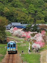 花桃を求めて勝原駅へ