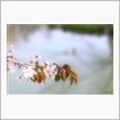 桜咲く　※写真追加
