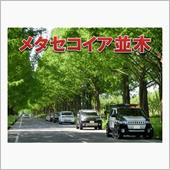 メタセコイア並木2015