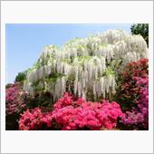 心を落ち着けようと・・・・花 ...