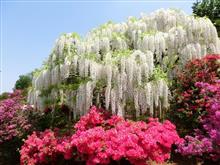 心を落ち着けようと・・・・花見を