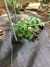 ゴールデンウィークはミニトマト。