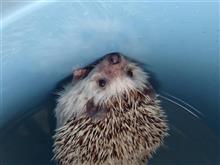 去年から暮らしているペット