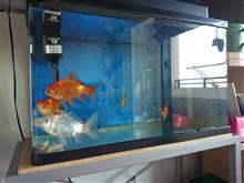 金魚の近況