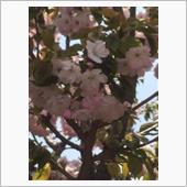 桜が咲きました(^^)