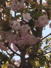 桜が咲きました(^^)