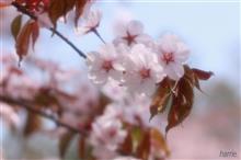 桜並木