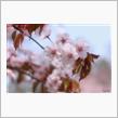 桜並木