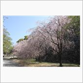 福岡城跡のしだれ桜