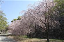福岡城跡のしだれ桜
