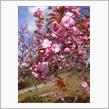 「びばい桜 2015」