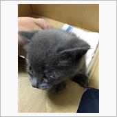 吾輩は捨て猫であるwww